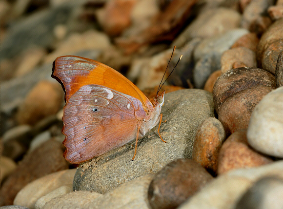 Temenis laothoe normal form, Rio Madre de Dios, Peru