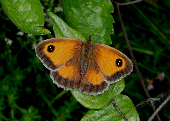 tithonus%20stockfem%20001 - Learn Butterflies