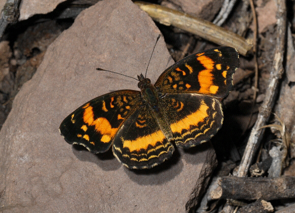 Anthanassa drusilla alceta, Catarata Bayoz, Le Merced, Peru - Adrian Hoskins