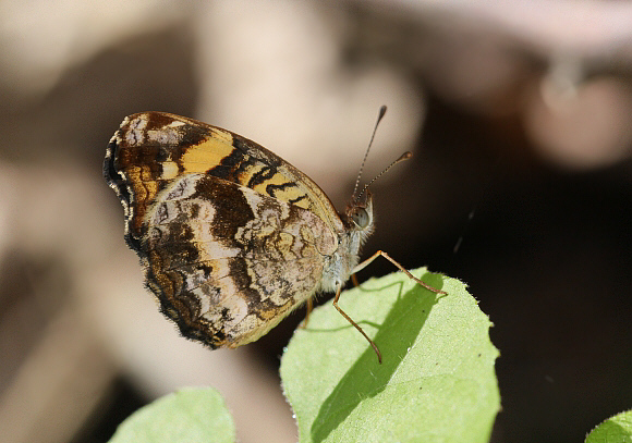 Anthanassa drusilla alceta, Catarata Bayoz, Le Merced, Peru - Adrian Hoskins