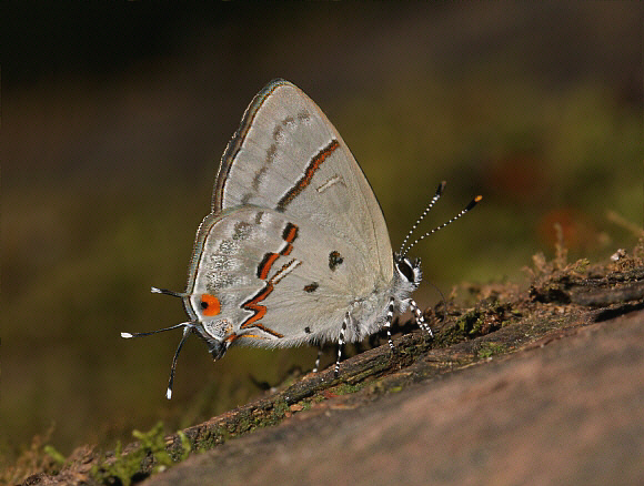 Alda Hairstreak