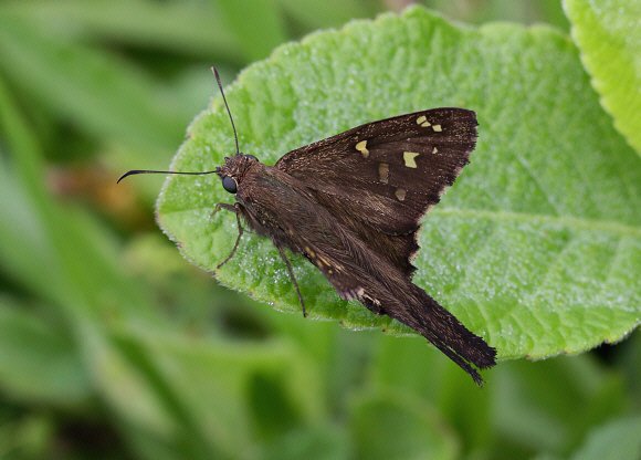 Dorantes Longtail