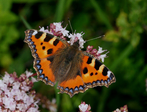 urticae%20noar%20023a - Learn Butterflies