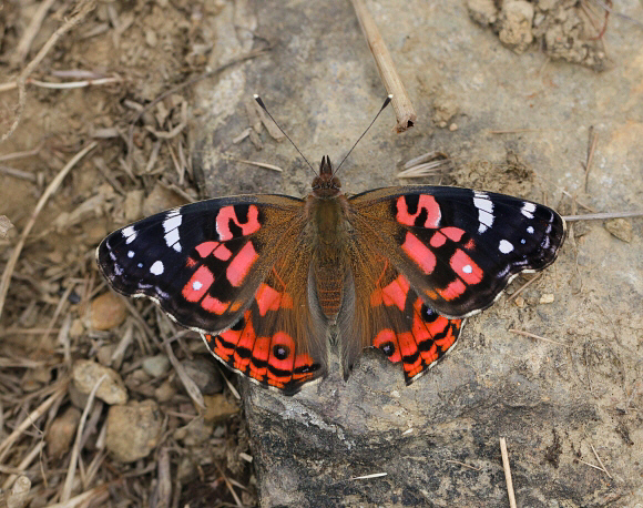 Brazilian Painted Lady