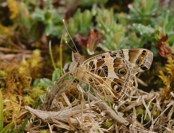 Vanessa braziliensis, Manu cloudforest, 2000m, Peru – Adrian Hoskins