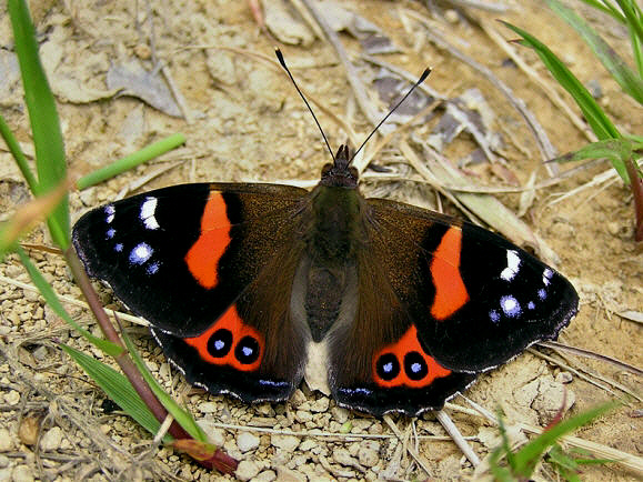 New Zealand Red Admiral