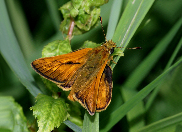 venata%20glapmale%20001 - Learn Butterflies