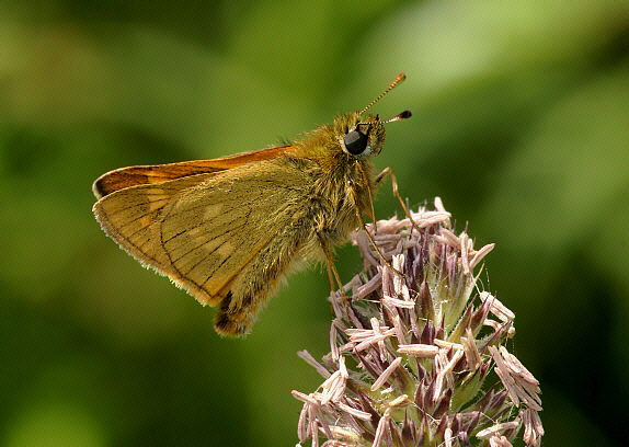 venata%20grasshead%20010res - Learn Butterflies