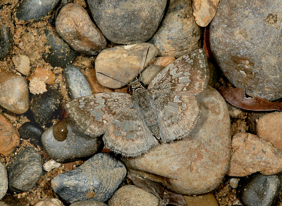 Xenophanes tryxus, Rio Madre de Dios, Peru - Adrian Hoskins