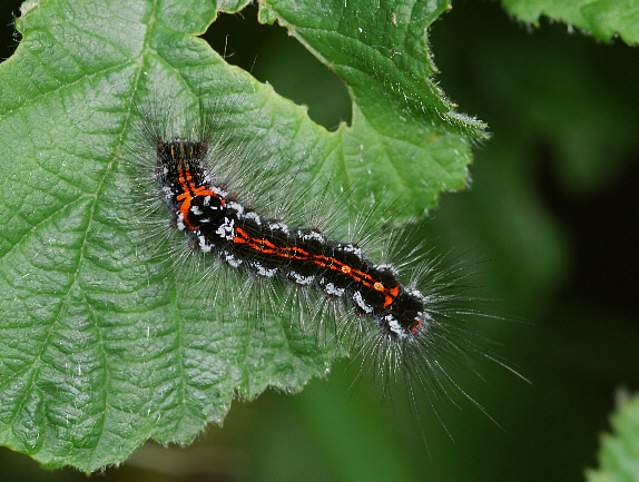 Yellow-tail moth